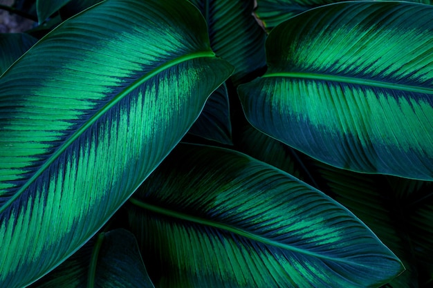 Closeup nature view of tropical leaves background