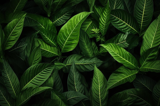 Крупным планом вид на природу тропических листьев фона