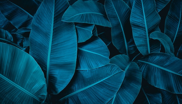Closeup natuur weergave van bananenbladeren getextureerde achtergrond