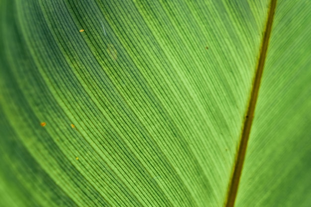 Closeup natuur weergave van tropische blad achtergrond groene bladeren natuurlijke achtergrond