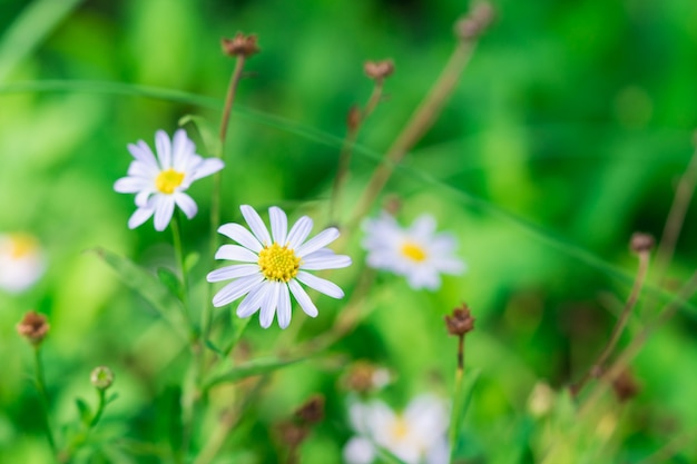 Closeup natuur witte bloem op zonlicht met als achtergrond vers voorblad concept