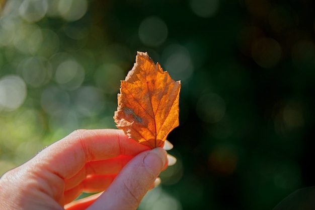 Closeup natuurlijke herfst herfst weergave vrouw handen met rood oranje blad op donkere park achtergrond. inspirerend natuur oktober of september behang. verandering van seizoenen concept.