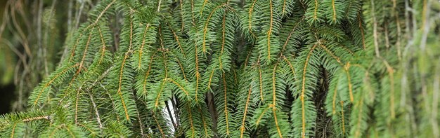 Closeup a needles of fir tree