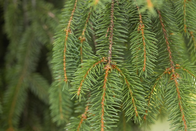 Closeup a needles of fir tree