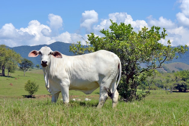 木々と牧草地のネロール子牛のクローズアップ。ブラジル、サンパウロ州