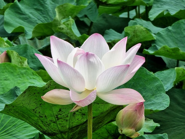 Closeup nelumbo nucifera waterlelie of lotusbloem in de vijver