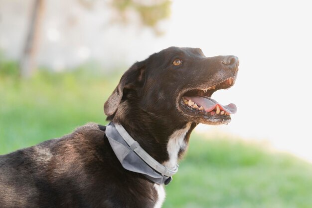 Photo closeup nice black dog in nature