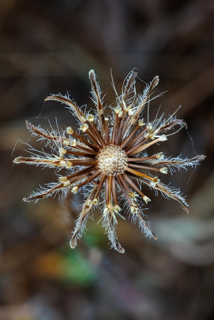Photo closeup to a nice dry flower