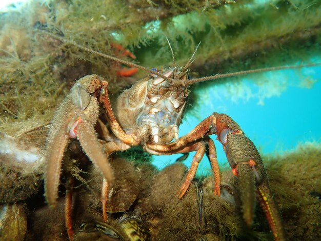 Closeup of a Noble crayfish in a lake under the lights in Germany