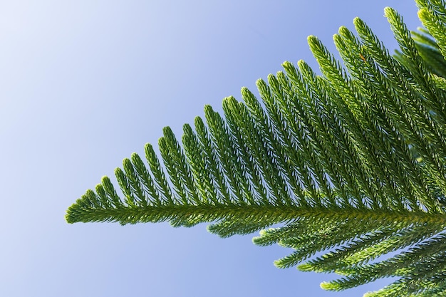 Photo closeup of nolfolk island pine leaves