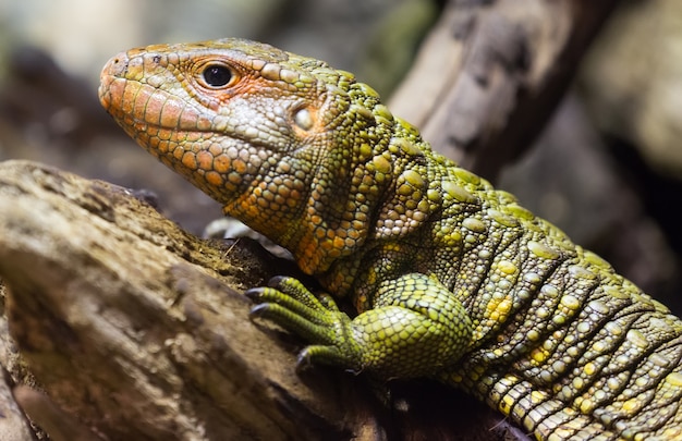 Photo closeup of northern caiman lizard