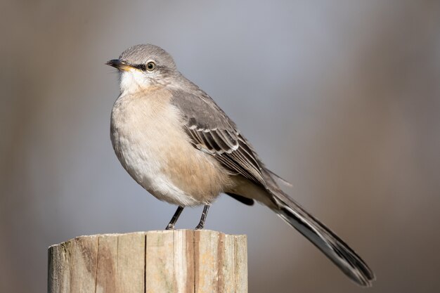 Closeup of a Northern mockingbird perched on wood under the sunlight with a blurry surface