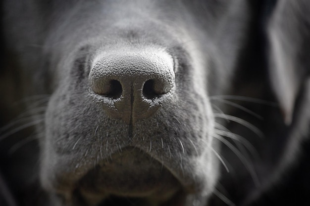 Closeup of the nose of a black labrador retriever dog Macro photo of a dog's nose