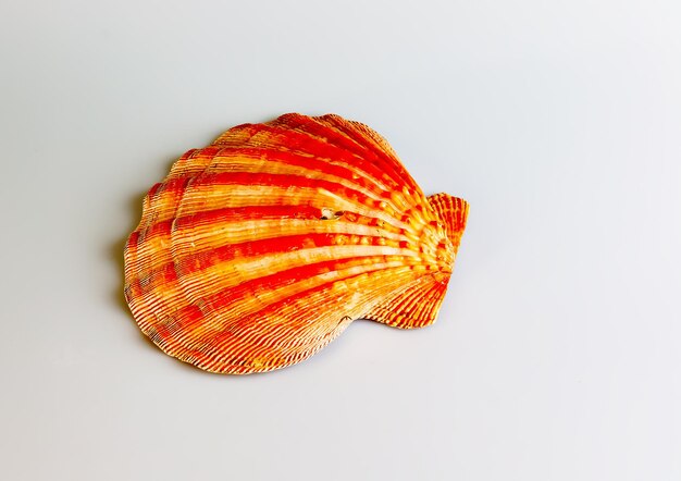 Foto close-up di una conchiglia oceanica di una capesanta marina o pectinidae su uno sfondo bianco