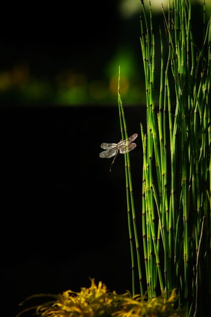 Closeup of an Odonata and dwarf horsetail on a dark blurry background