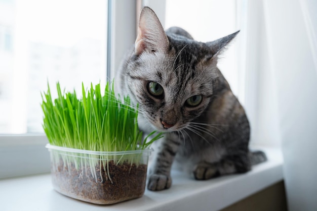 新鮮な緑の草を食べる美しい灰色の猫のクローズアップ