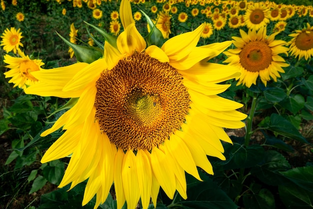 写真 太陽の下で夏に麗な太陽<unk>の花のクローズアップ
