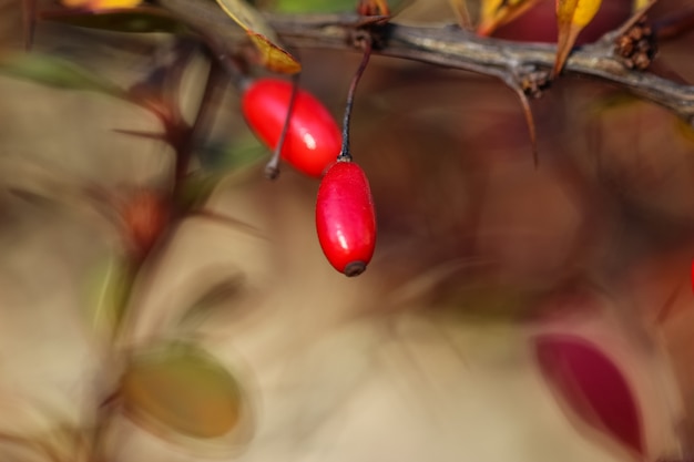 사진 흐릿한 가을 배경에 선택적으로 초점을 맞춘 붉은 매자나무 열매의 근접 촬영