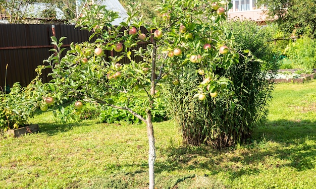 사진 과수원에 있는 사과 나무 가지에서 자라는 유기농 빨간 사과 한 뭉치의 클로즈업