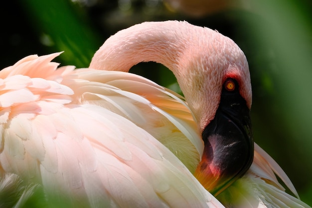 写真 フラミンゴのくちばしのクローズアップ