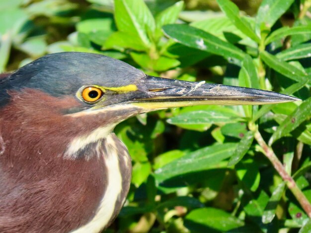 写真 緑色のヒョウのヘッドショットのクローズアップ