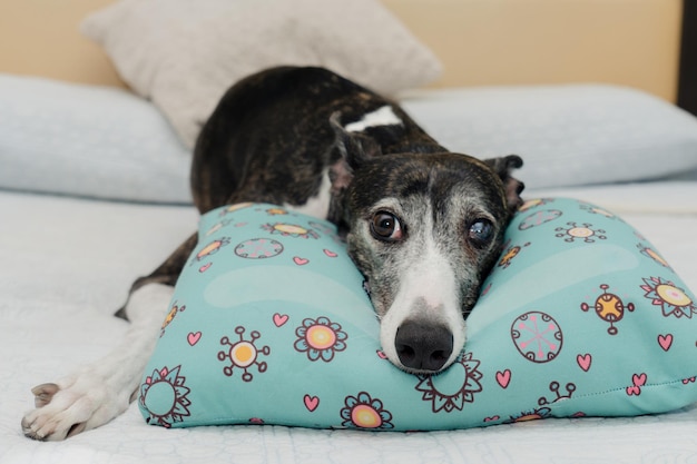 Фото Клоуз-ап собаки-грейхаунда, лежащей на подушке на постели