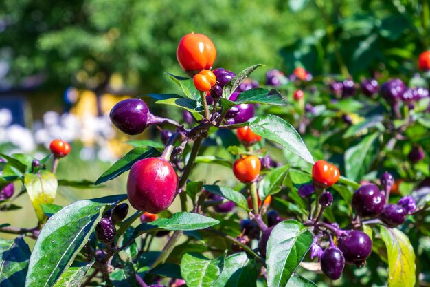 写真 熟成 し て いる 果実 を 持つ 辛い 胡<unk> の 植物 の 近く の 写真