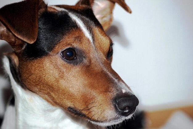 写真 ジャック・ラッセル・テリア犬のクローズアップ