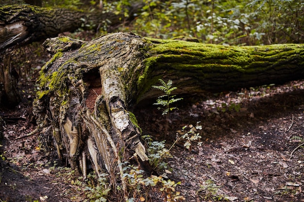 Фото Крупный план бревна с мхом в лиственном лесу осенью