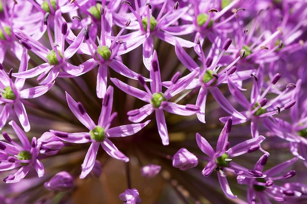 写真 庭に植えられたピンクのニンニクの花のクローズアップ