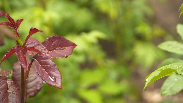 写真 雨の滴が付いた赤い葉のクローズアップ