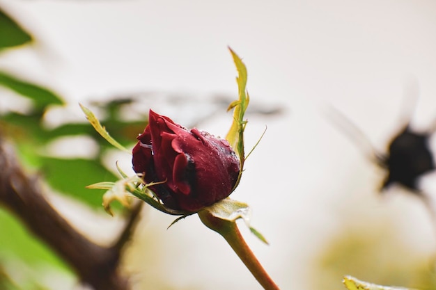 写真 露がついたバラの芽のクローズアップ