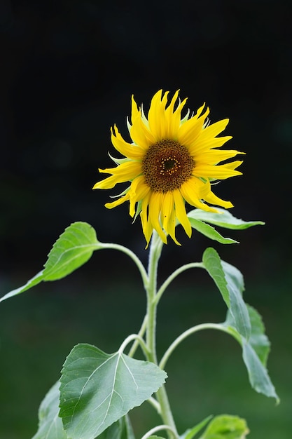 写真 育つヘリアンツスの紫陽花のクローズアップ 紫陽花の頭の花 種と油