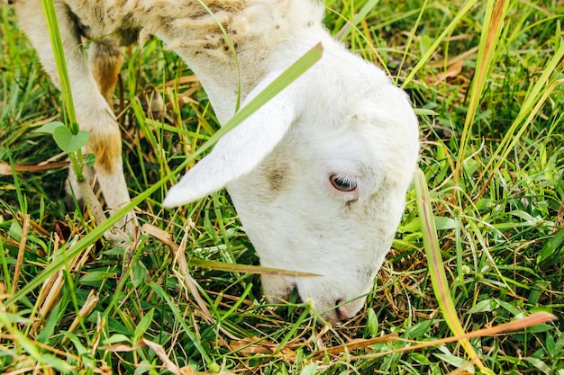 写真 田んぼの牧草地で食べる白ヤギの頭のクローズアップ