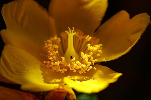 写真 黒い背景のバラ科の黄色い花のクローズアップ