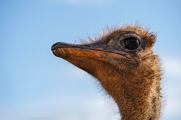 写真 穏やかな青空の中にあるダチョウの毛むくじゃらの頭のクローズアップ