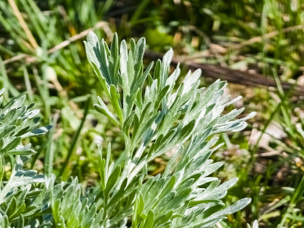 写真 初春のアーテミシアのクローズアップ ワームウッド 薬用植物