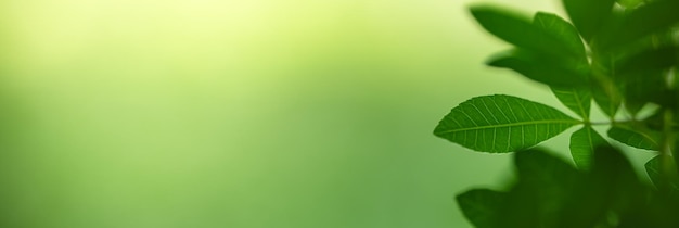 Фото Крупный план красивого вида на природу зеленого листа на размытом фоне зелени в саду с копировальным пространством, используемым в качестве концепции фоновой обложки.