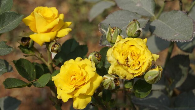 写真 ローズ ミッジの攻撃による美しい黄色の病気の花のクローズ アップ