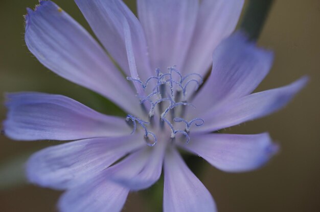 사진 자연에서 cichorium intybus 꽃의 근접 촬영