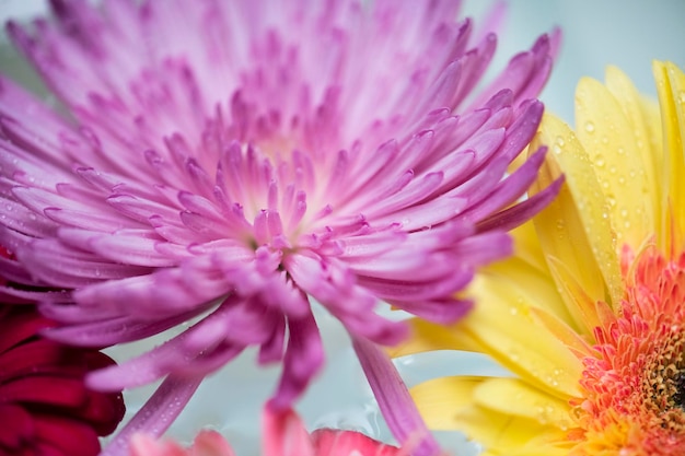 水の背景に浮かぶ色とりどりの花のクローズアップ