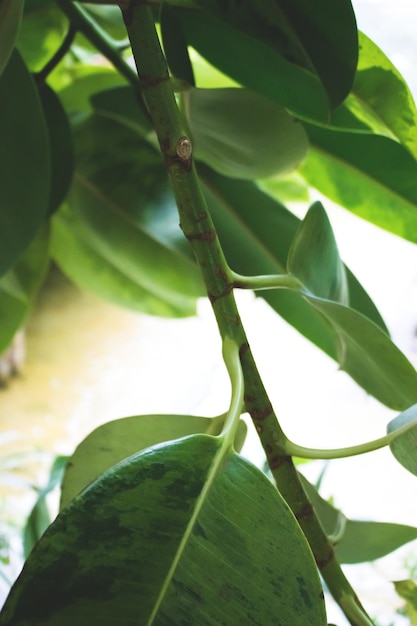 사진 ficus elastica 녹색 잎의 근접 촬영 열 대 배경