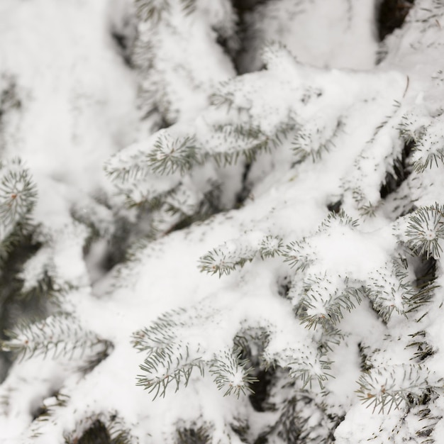 写真 大雪冬の背景で覆われたモミの枝のクローズ アップ