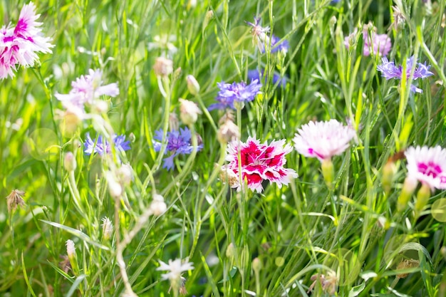 写真 自然や庭の花のクローズアップselectivフォーカス花の夏の背景