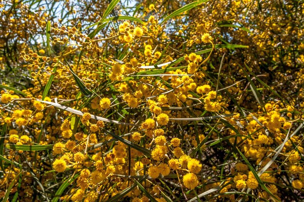 写真 花のミモザの木のクローズアップ