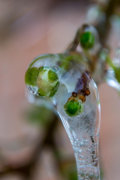 写真 凍った木の枝のクローズアップ氷で覆われた木の枝と緑の葉