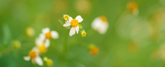 写真 背景として自然植物景観生態学壁紙カバーページの概念を使用してコピースペースで日光の下で黄色の花粉と草の白い花のクローズアップ