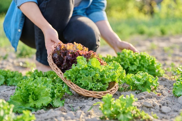 写真 庭のベッドでレタスの葉を収穫する手のクローズアップ自然有機食品菜食主義農場で野菜やハーブを育てる