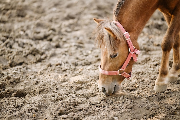 写真 赤いハルターを着た馬が地面を嗅ぐクローズアップ 若い赤茶色の栗色の馬