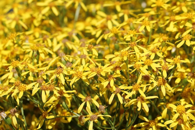 사진 자연 배경 또는 질감으로 jacobaea vulgaris 노란색 꽃의 근접 촬영